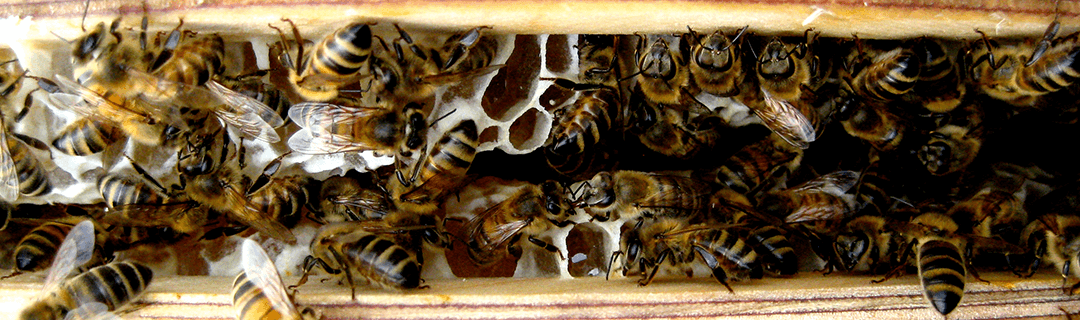Banner Apiculture